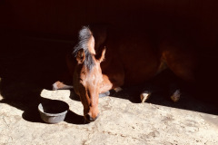 Today Pip requested breakfast in bed.